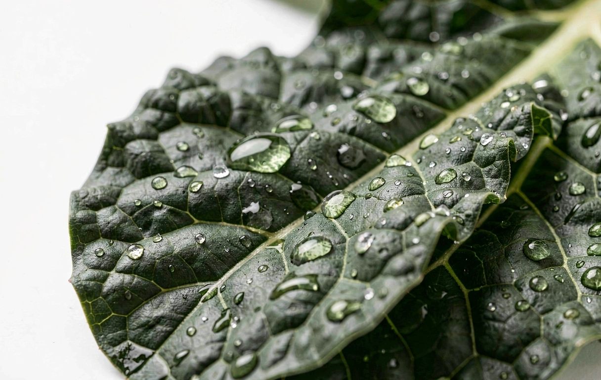 Textură vegetală crudă